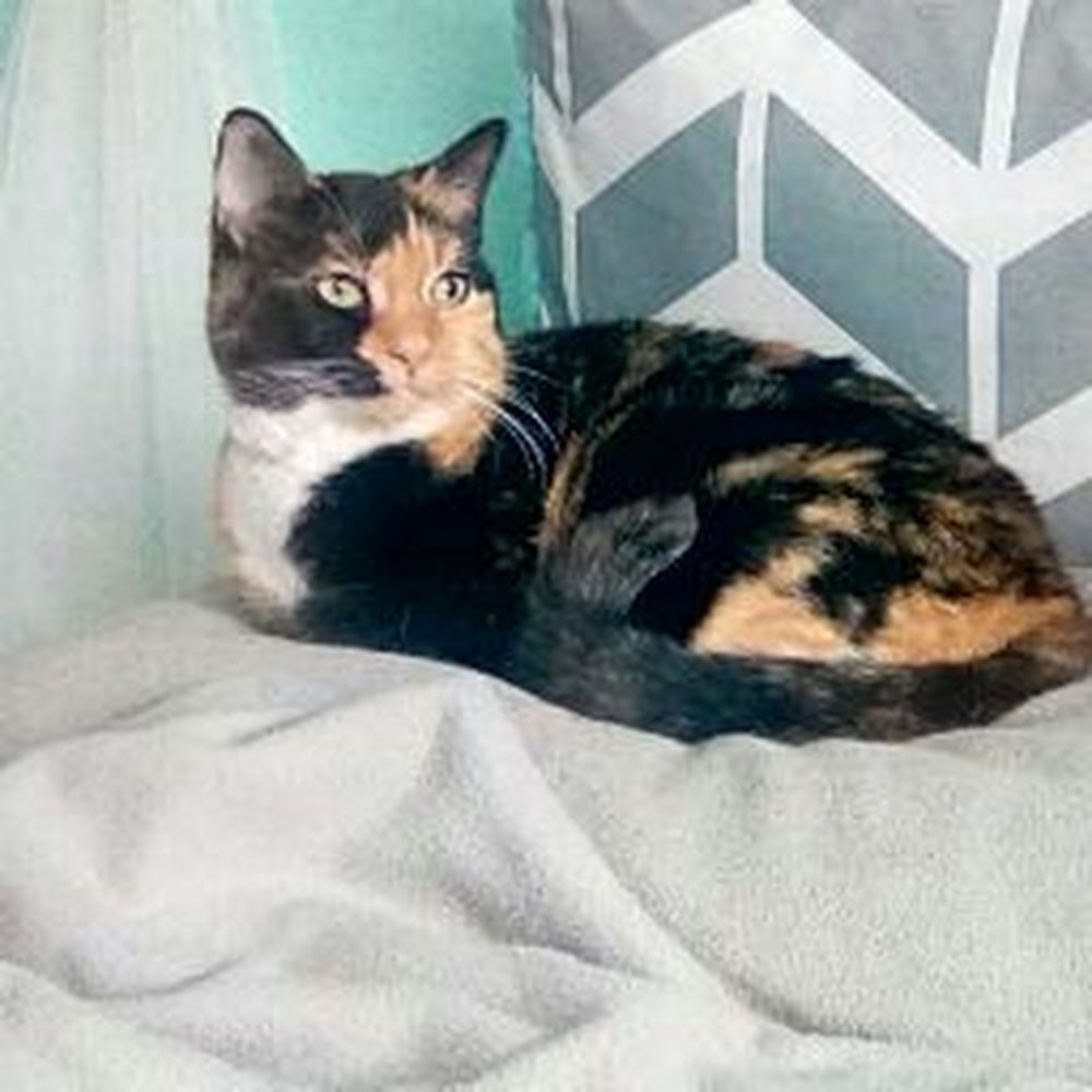 Meet your Posher, Lily